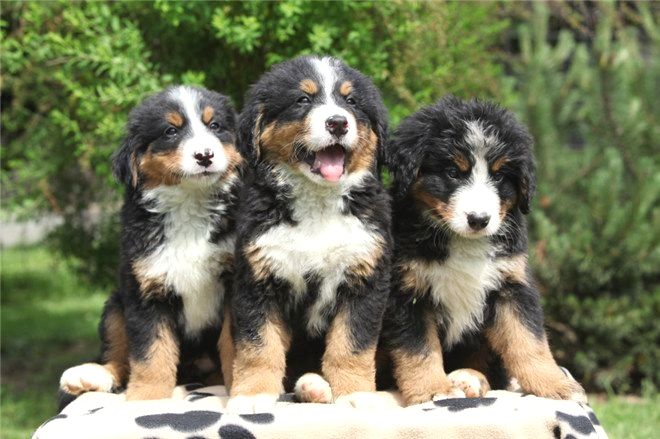 Complete Guide to Caring for Your Bernese Mountain Dog Puppy
