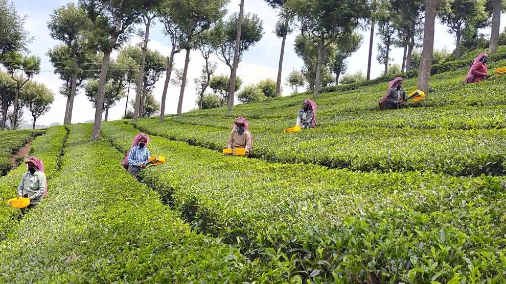 The Modern Tea Industry and Its Challenges