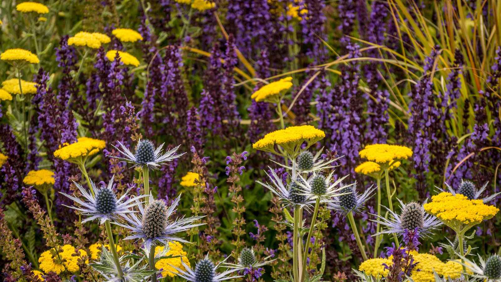 Varieties for Your Garden