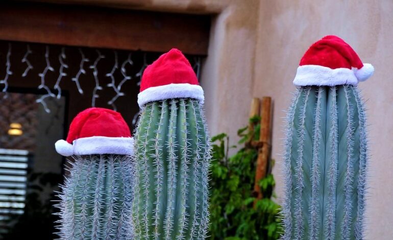 Your Guide to Christmas Cactus in the USA