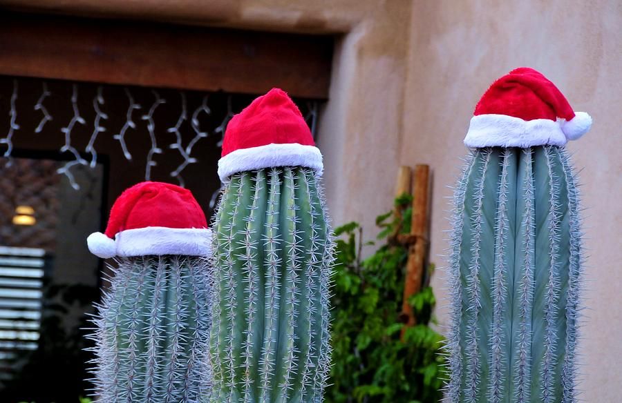 Your Guide to Christmas Cactus in the USA