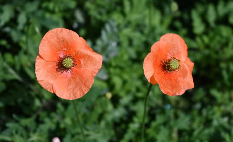Poppy Flower: Meaning, Symbolism, Colors & Uses